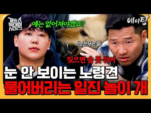 [#에이팅] "피 맛을 본 개는 없어져야겠죠?" 눈 안 보이는 개 물어버리는 일진견?| #개와늑대의시간2 19회 thumbnail