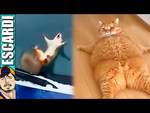 ANIMALES TIENEN UN MAL DIA thumbnail