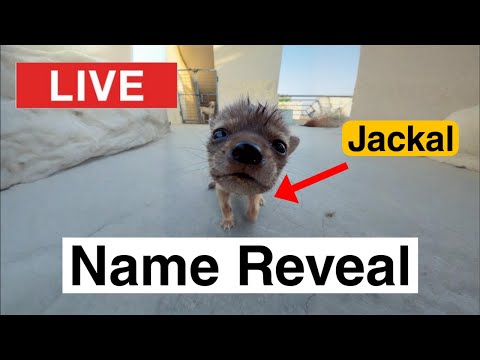 Jackal Name Reveal Live ❤️ thumbnail
