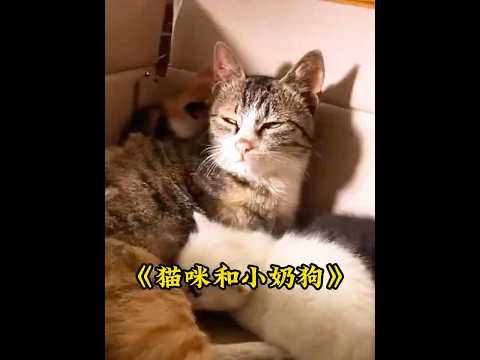 小奶狗错把猫咪当妈妈，每天都追着猫咪要奶喝，真的快要把猫咪抽干了 #animals #pets #cute thumbnail