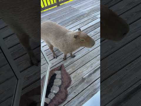 Cheesecake Snuck In While Pumpkin’s Still In Bed thumbnail