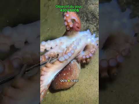 #mer #ocean #peche #poisson thumbnail