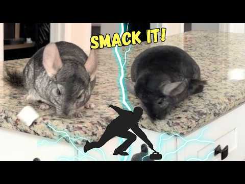 Chinchilla Curling Event called "Cubing" thumbnail