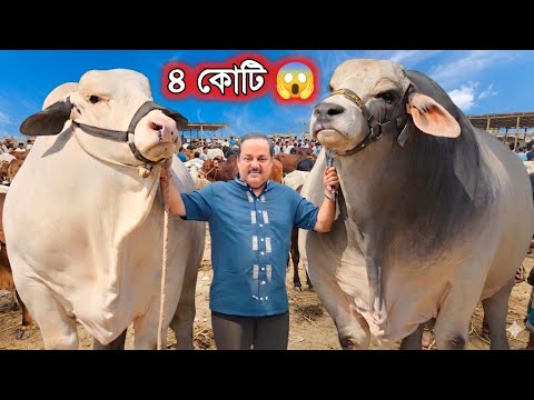 ডিপজল মামার ৪ কোটি টাকার কোরবানির গরু ? || Dipjol Cow | কোরবানির গরুর হাট ২০২৬ | Gabtoli gorur haat thumbnail