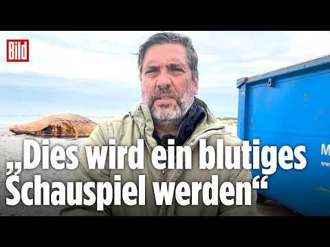 Sektion am Strand! So läuft die Obduktion vom Buckelwal Timmy ab thumbnail