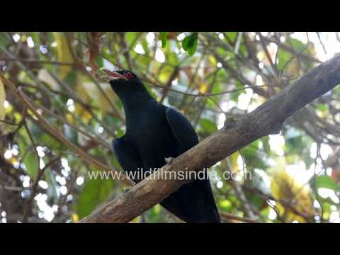 Asian Koel surveys the orchard canopy while calling from a sunlit tree branch thumbnail