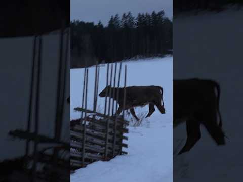 Han tog sig ett litet varv bara 🤷🏼‍♀️🐮 thumbnail