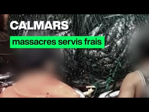 Calmars, massacres servis frais • FRANCE 24 thumbnail