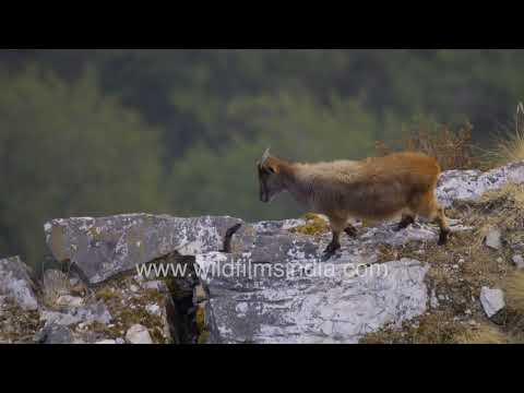Himalayan Tahr navigating rocky mountain slopes in Uttarakhand thumbnail