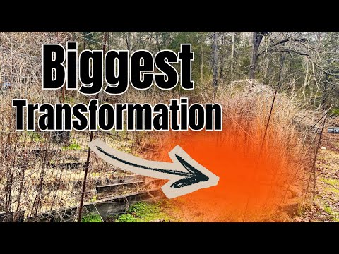 I Built a  Pond… Without a Plan and ZERO Experience  thumbnail