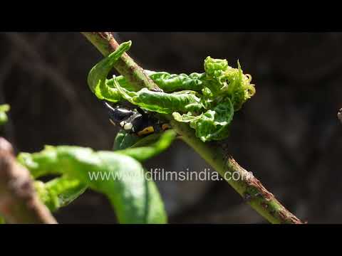 Ladybird Beetle hunts for aphids on a curled leaf in Jabbarkhet, Mussoorie thumbnail