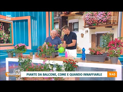 Piante da balcone: istruzioni per l'uso -  Unomattina 05/06/2026 thumbnail