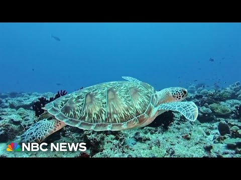 A turtle DNA database is the first of its kind effort to try to keep them from extinction thumbnail