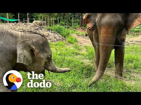 Baby Elephant Is So Excited To Be Freed From Chains | The Dodo thumbnail