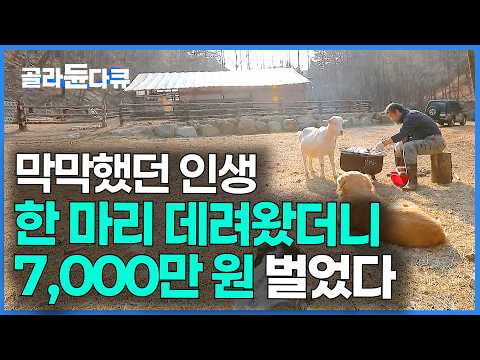혼자 산속에 들어가면서 데려온 녀석이 이렇게 돈이 될 줄은｜강원도 오지 산골｜한국기행｜#골라듄다큐 thumbnail