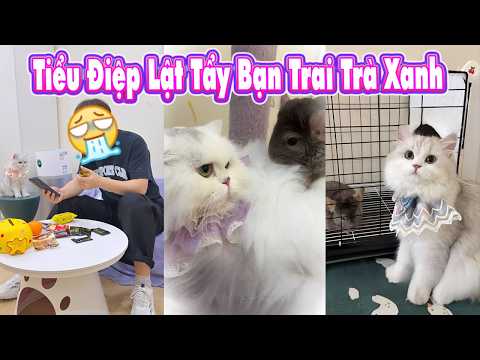 🎬😻 Tiểu Điệp Lật Tẩy Bạn Trai Trà Xanh thumbnail