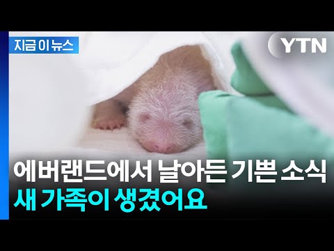 에버랜드에서 날아온 기쁜 소식...푸바오 동생 태어났다 [지금이뉴스] / YTN thumbnail