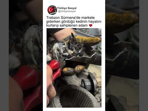 Trabzon Sürmene'de Markete Giderken Gördüğü Kediyi Kurtarıp Sahiplenen Adam❤🐈 thumbnail