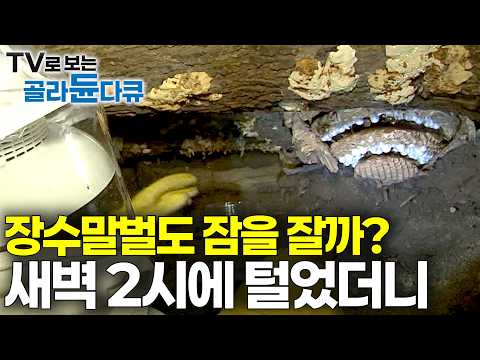 "정찰병 놓쳤다, 잘못하면 떼로 몰려온다" 보이는 건 빙산의 일각 새벽 2시 장수말벌 집 털었더니｜하루에도 수십 건 초대형 말벌 사냥꾼｜극한직업｜#골라듄다큐 thumbnail