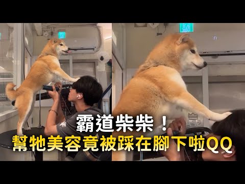 霸道柴柴！　幫牠美容竟被踩在腳下啦QQ thumbnail