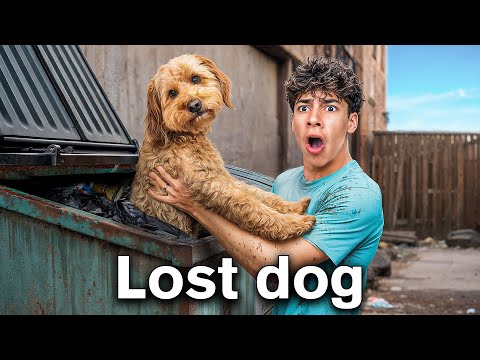 We Found a Lost Dog in a Dumpster thumbnail
