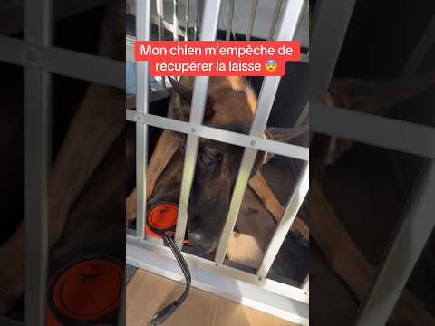 Regarde la vidéo jusqu’au bout si tu veux voir comment je la récupère 🤧 #ades #cage #laisse #garde thumbnail