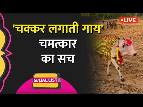Viral Circling Cow:UP के Shravasti से हैरान कर देने वाला मामला,बीमारी पर भारी अंधविश्वास?Social List thumbnail
