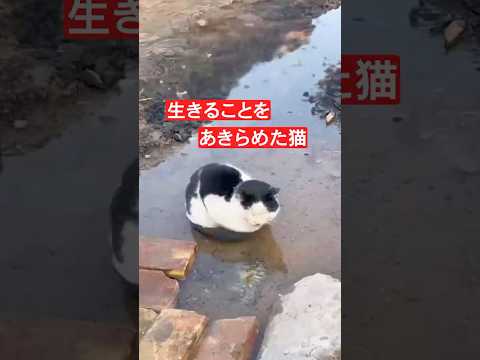 絶望の中にいる猫を助ける thumbnail