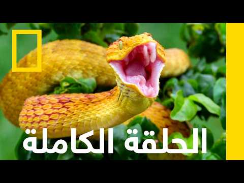 هذا ليس غزالا | شيء ما عضني | ناشونال جيوغرافيك أبوظبي thumbnail