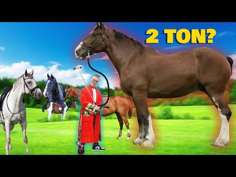 REVIEW 6 KUDA SAAIH HALILINTAR thumbnail