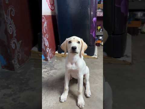 MiCO জন্য স্পেশাল আইসক্রিম বানালাম 😂 #funny thumbnail