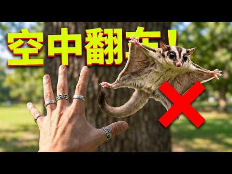 蜜袋鼯：糟了糟了，这次真的要翻车啦！吓死宝宝了#回旋飞手#蜜袋鼯小飞鼠#萌宠的迷惑行为 thumbnail