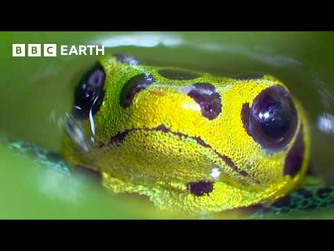 The World's Most Amazing Frogs | BBC Earth thumbnail