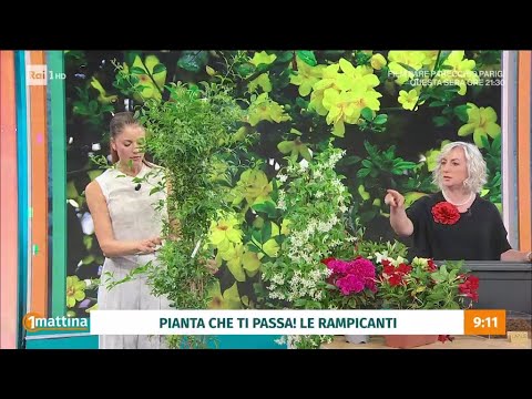 Piante rampicanti: quanto sole devono prendere - Unomattina 27/05/2026 thumbnail
