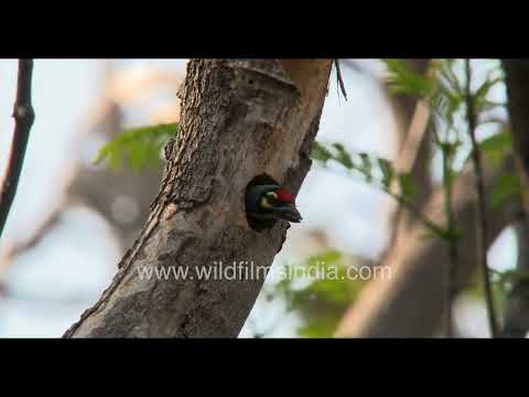 Coppersmith Barbet cautiously emerges from its nest cavity thumbnail