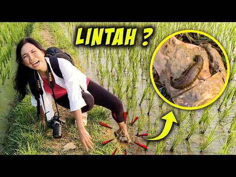 NEMU LINTAH & KODOK DI SAWAH ! KAKI SAKIT SAMPAI BERDARAH ? thumbnail