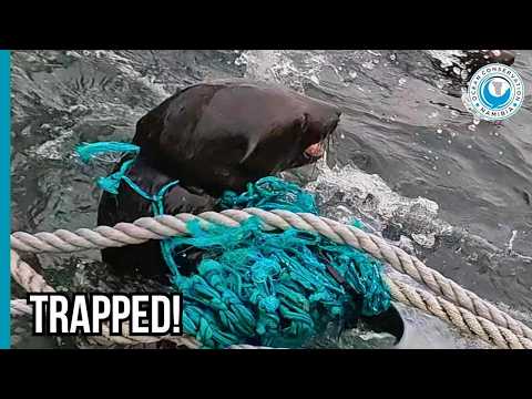 Rescuer Picked Up Entangled Seal Like a Worried Dad! thumbnail