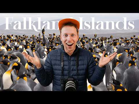 I Solo Travelled to the World's Largest Penguin Colony | The Falkland Islands thumbnail