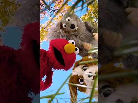 Walking in the Park with Elmo! #sesamestreet thumbnail