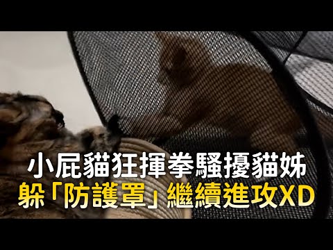 小屁貓狂揮拳騷擾貓姊　躲「防護罩」繼續進攻XD ｜#寵物雲 thumbnail