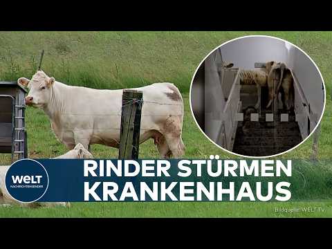 HESSEN: Kühe stürmen Notaufnahme – Rinderherde läuft durch Krankenhaus bis in den dritten Stock thumbnail
