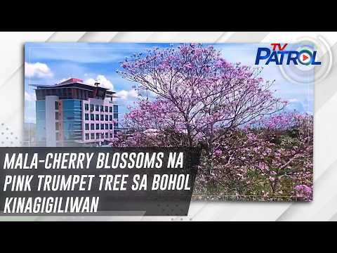 Mala-cherry blossoms na pink trumpet tree sa Bohol kinagigiliwan | TV Patrol thumbnail
