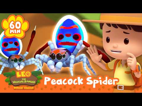 THESE COLOURFUL SPIDERS ARE FOUND IN AUSTRALIA! | Leo the Wildlife Ranger | Learning Animal Cartoons thumbnail