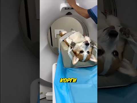 Самые странные КТ-сканы животных! 🐹 thumbnail