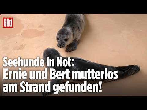 NORDSEE: Seehundbabys kämpfen sich zurück ins Leben thumbnail