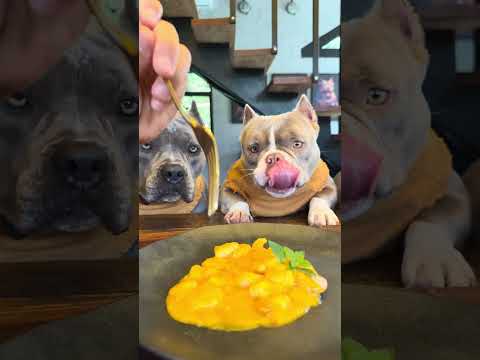 Camarão na Moranga para os Dogs 🤩🐾 Tá bom Demais 🤗 thumbnail