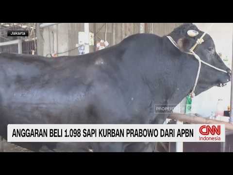 Prabowo Salurkan 1.098 Sapi Kurban, Anggaran Rp100 Miliar Jadi Sorotan thumbnail