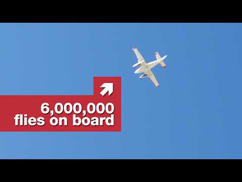 Why the government drops flies on California thumbnail