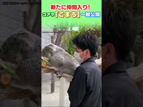 新たに仲間入りしたコアラ「こまち」の一般公開はじまる short thumbnail