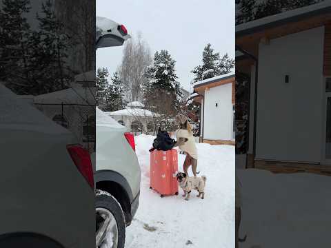 МЫ НЕ ВЗЯЛИ СОБАК В ОТПУСК 😢 thumbnail